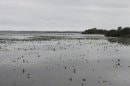 Lac de Grand-Lieu